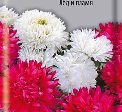 Астра Аполлония Лед и пламя