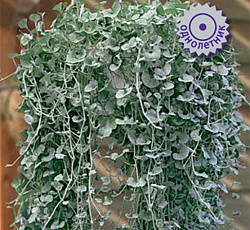 Дихондра Сильвер Фолс