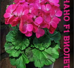 Пеларгония зональная карликовая Нано F1 Виолет