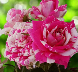 Роза (спрей) - Флэшинг