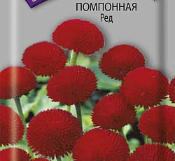 Маргаритка помпонная Ред