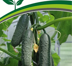 Огурец Фулл хаус F1