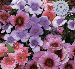 Гвоздика Диана Пикоти Микс