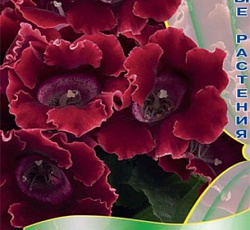 Глоксиния Импресс Ред