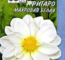 Георгина Фигаро Махровая белая