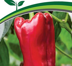 Перец сладкий Лакшери F1