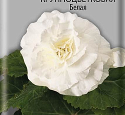 Бегония клубневая крупноцветковая Белая