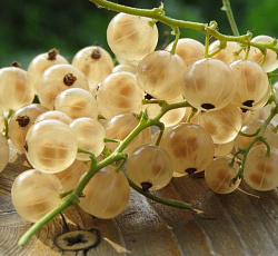 Смородина белая (перспективная) - Белая Фея