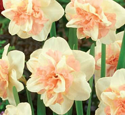 Нарцисс (Махровый) - Рози Клауд