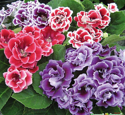 Глоксиния махровая F1 Бархат смесь