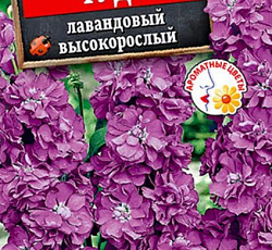 Левкой Чудо Лавандовый