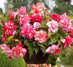 Бегония (каскад) - Флоренс
