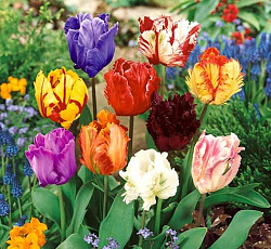 Тюльпан (Попугайный) - Смесь окрасок
