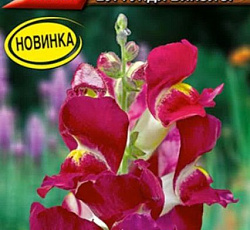 Львиный зев (Антирринум) Кракл энд поп бургунди биколор F1