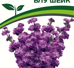 Маттиола срезочная махровая Блу Шейк