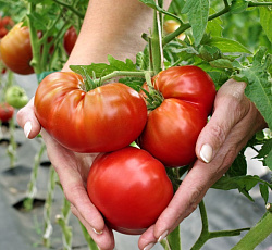 Томат Тасманский шоколад