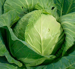 Капуста белокочанная Надежда