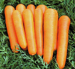Морковь Детская сладость