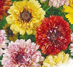 Хризантема Махровая Дунетти