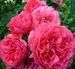 Роза (плетистая) - Розариум Ютерсен