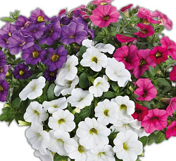 Калибрахоа Колибри F1 (смесь)