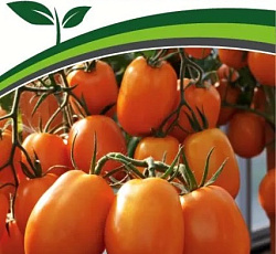 Томат Фараденза F1