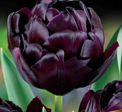 Тюльпан (Махровый поздний) - Блэк Хироу