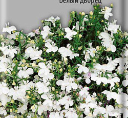 Лобелия Эринус Белый дворец