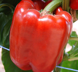 Перец сладкий Париж F1