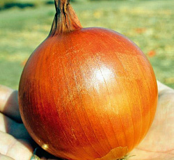 Лук репчатый Халцедон