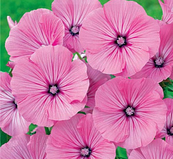 Лаватера Сильвер Кап