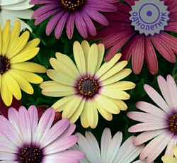 Остеоспермум Акилла Гранд Каньон Микс