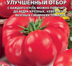 Томат Минусинский улучшенный отбор