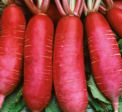 Редька китайская Зарево