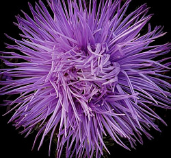 Астра Сапфировое пламя (игольчатая)