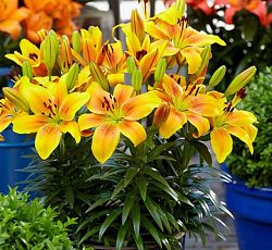 Лилия (азиатская горшечная) - Голден Джой (Патио)