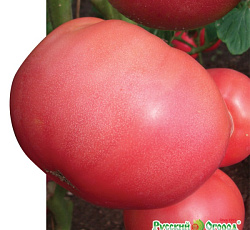 Томат Король рынка VIII Розовый король F1