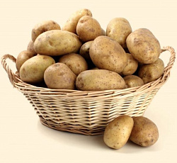 Картофель Ассоль