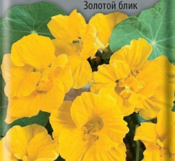 Настурция Большая Золотой блик (махровая)