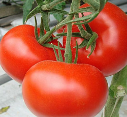Томат Краснобай F1