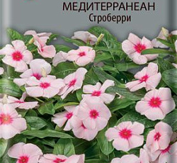 Катарантус ампельный Медитерранеан Строберри