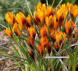 Крокус (ботанический) - Оранж Монарх