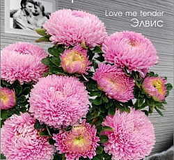 Астра китайская Хризантелла Элвис