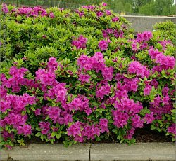 Азалия (японская) - Пурпуртраум