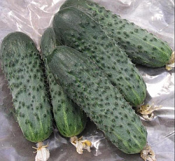 Огурец Пыжик F1