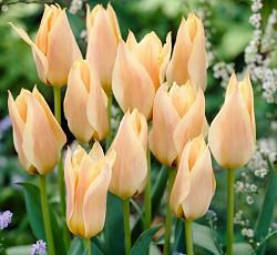 Тюльпан (Грейга) - Фюр Элиз