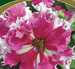 Петуния грандифлора Фимбриата Каркулка