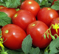 Томат Новичок