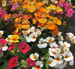 Немезия Триумф (смесь окрасок)