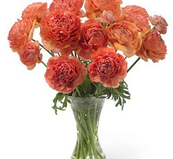 Лютик (гибридный) - Романс Параду